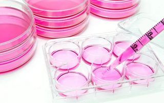 Cell Culture